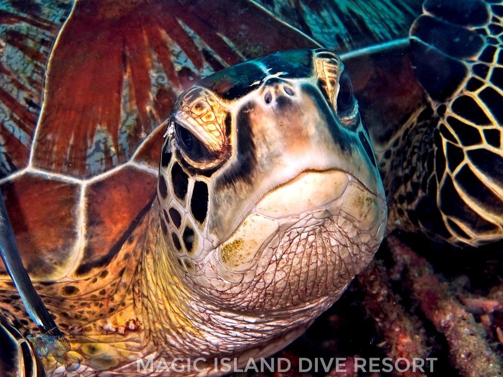 Magic Island Dive Resort Moalboal Zewnętrze zdjęcie
