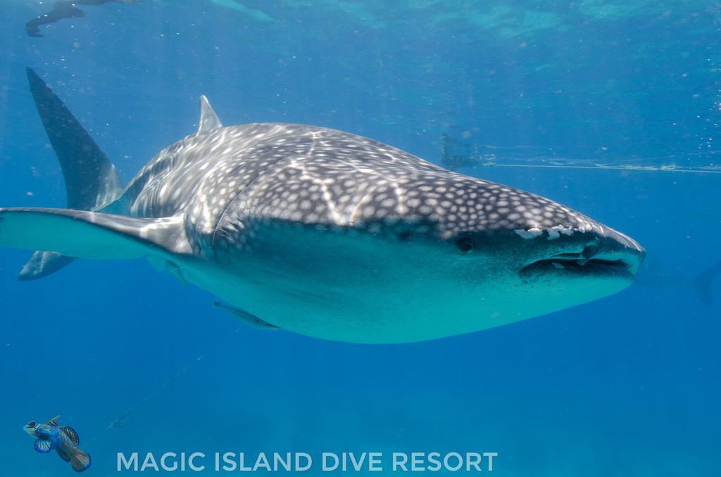 Magic Island Dive Resort Moalboal Zewnętrze zdjęcie